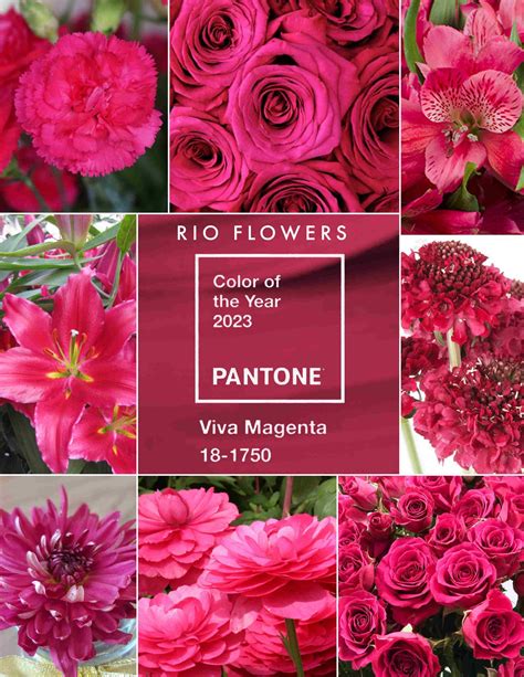 Pantone Announces Its 2023 Color Of The Year Viva Magenta Rio Roses