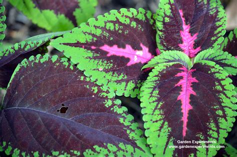 These indoor plants are easy to tend to, brighten up your interiors and in the bargain, purify all that stale aloe is a stemless succulent plant with thick and fleshy leaves with serrated margins. 10 Plants for Shade Gardens: Plants Grown for Flowers ...