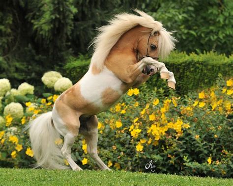 Miniature Horse Chevaux Sauvages Beaux Chevaux Poulains