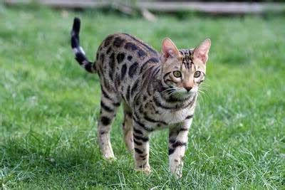 Now to the question that a lot of people ask about bengal cats when they are considering bringing one home. What are the hypoallergenic cat breeds?