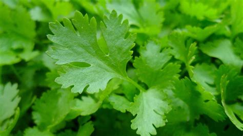 Parsley How To Plant Grow And Harvest Parsley Plants The Old