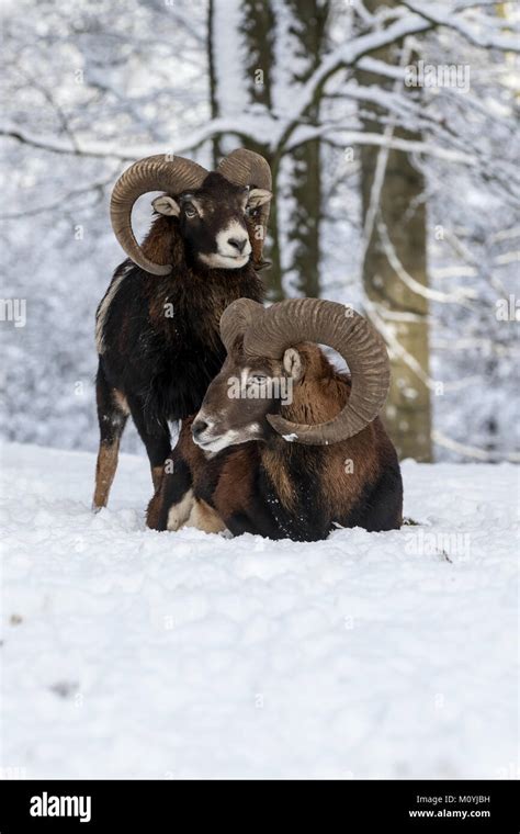 European Mouflon Ovis Orientalis Musimontwo Rams In The Snow