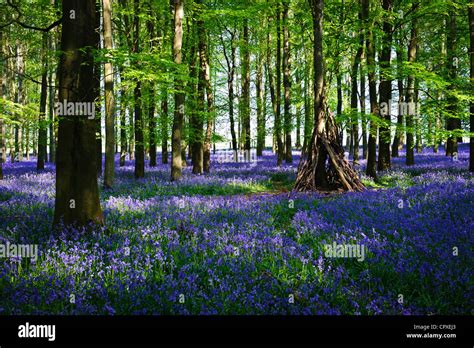 Bluebell Wood In Hertfordshire Uk Hi Res Stock Photography And Images