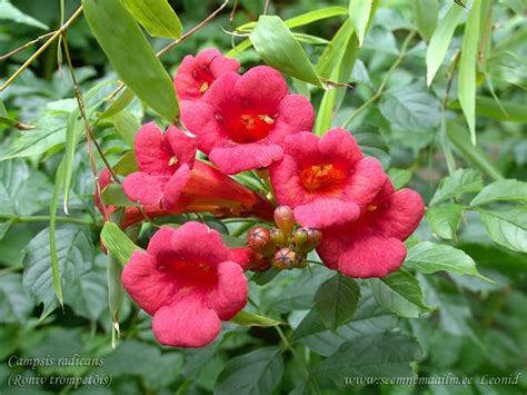 Field edges, forest fragments, waste areas, sometimes near former. Roniv trompetõis Campsis radicans - Seemnemaailm