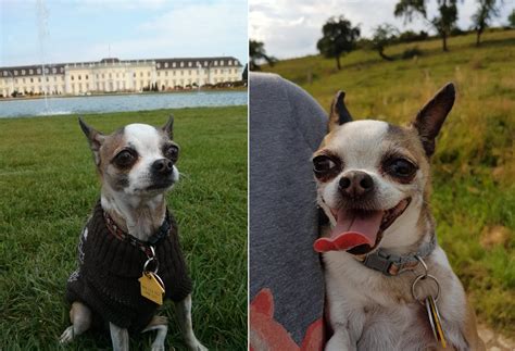 Our little disabled chihuahua: after we adopted her, with the 1000-yard