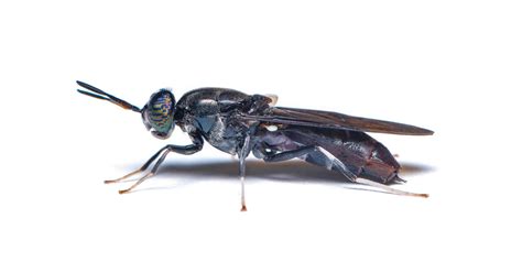 The larvae are common detritivores in compost heaps, since decomposing matter is their food of choice. 13 Reasons Why The Black Soldier Fly Is The Future of Food ...