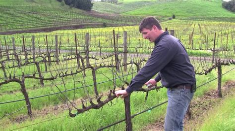 Vineyard Management About Our Vines Youtube