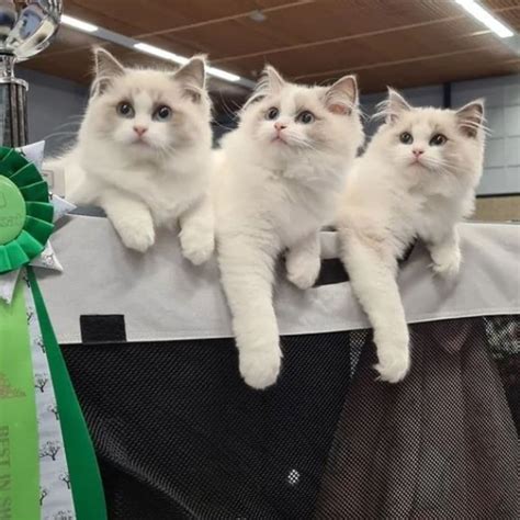 Beautiful Ragdoll Kittens For Adoption