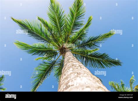 Coconut Palm Tree Plantation View From Bottom Floor Stock Photo Alamy