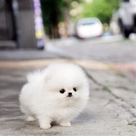 1000 Images About Teacup Pomeranians On Pinterest The