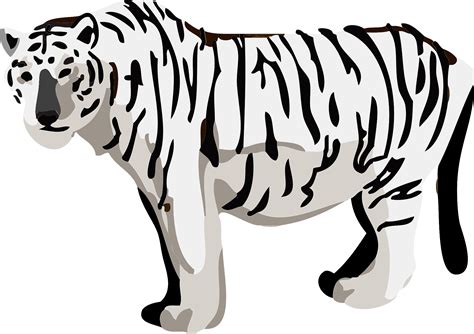 White Tiger Stock Illustrations 55633 White Tiger Stock Clip Art