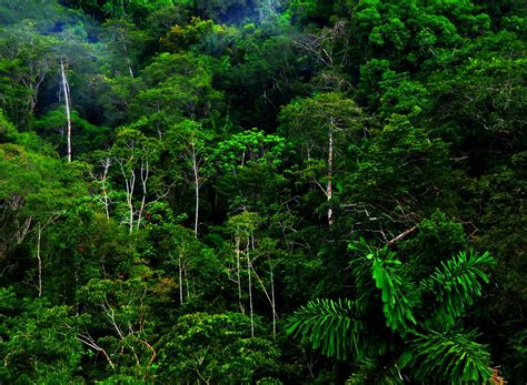 Download over 2,362 jungle background royalty free stock footage clips, motion backgrounds, and after effects templates with a subscription. Jungle Forest HD Wallpapers Photos | Desktop Wallpapers