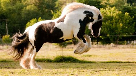 10 Most Expensive Horse Breeds In The World — The Second Angle