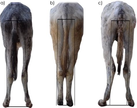 Cow Hock A Normal Tarsal Conformation In Donkeys Equus Asinus