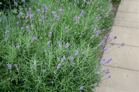 Officinalis, is a flowering plant in the family lamiaceae, native to the mediterranean (spain, france, italy, croatia etc.). Lavandula angustifolia 'Dwarf Blue' - Lavendel - De Tuinen ...