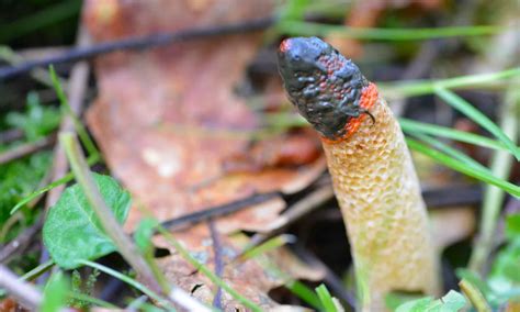 Stinkhorn Fungi Different Types And Why They Stink