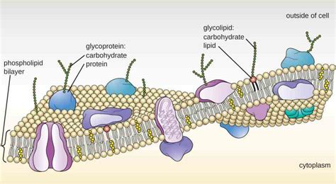 Check spelling or type a new query. Glycoproteins In The Cell Membrane | MedicineBTG.com