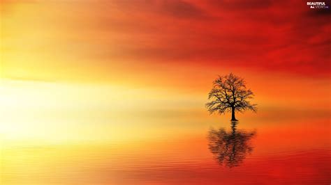 Great Sunsets Trees Water Beautiful Views Wallpapers 1920x1080