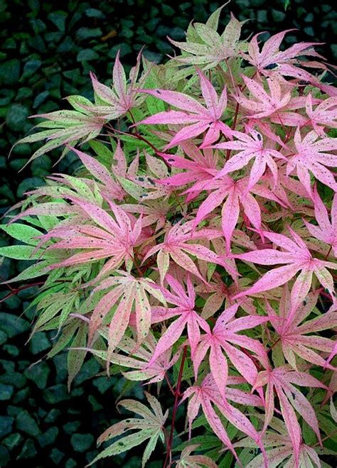 Buy Acer Palmatum ‘geisha Pink Japanese Maple Mr Maple │ Buy