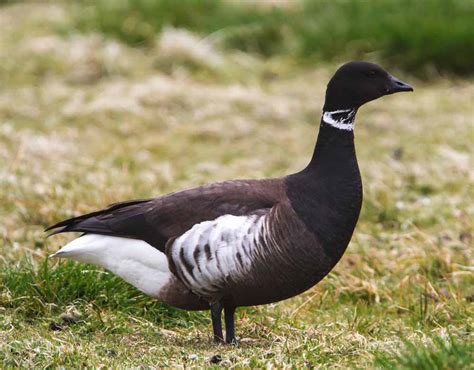 Brant Goose Profile Facts Call Sound Band Range Fly