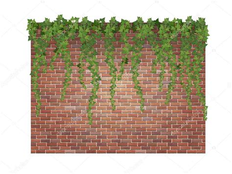 Ivy Shoots On The Brick Wall Stock Vector Image By ©belikovand 81643346