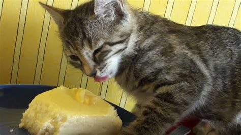 03 Kitten Eating Cheesecake 2 Life In A Day Youtube