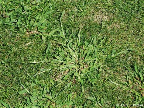 Weed Of The Month For April 2015 Is Smooth Crabgrass Turfgrass