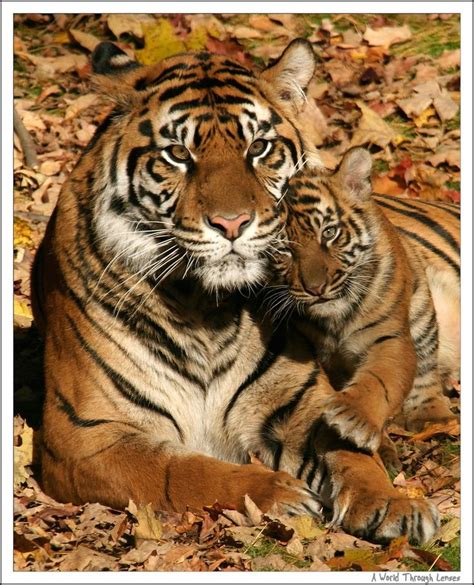 27 Best Tiger Images On Pinterest Baby Tigers Animal