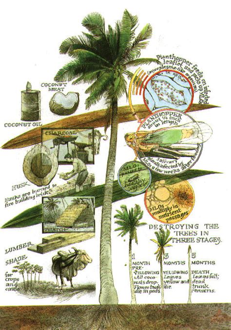 Coconut Palms In Belize Uses Of The Coconut