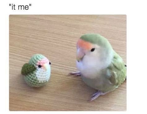 24 High Quality Birb Memes That Will Elevate Your Mood Cute Animals