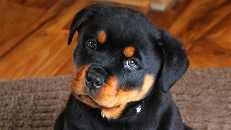 Cute Rottweiler Puppies Compilation Youtube