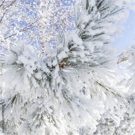 The Branches Of The Christmas Tree In The Snow Stock Photo And