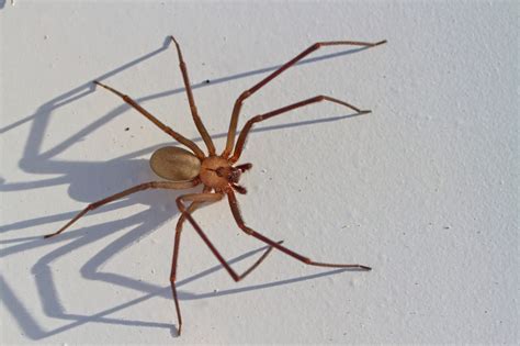 Brown Recluse Spider Bite Prevention Symptoms Treatment Detector