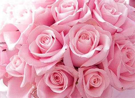 Mostra le tue emozioni con mazzi di fiori rosa rosa e rosa foto. 100+ EPIC Best Sfondo Rose Rosa Antico - sfondo
