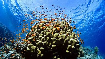 Underwater Wallpapers Pixelstalk Coral