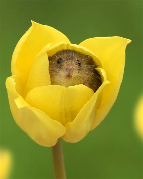 Pada kesempatan kali ini kita akan membahas tentang berbagai jenis dan gambar bunga. 10 Foto Tikus di Dalam Bunga Tulip Karya Miles Herbert Ini ...