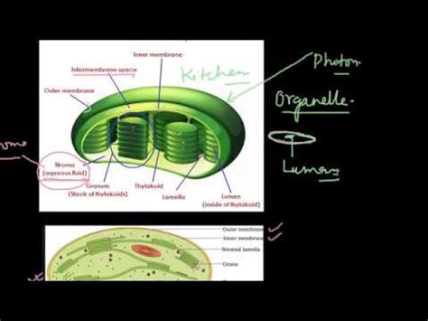 ↑ a process by which plants produce food for themselves and other organisms using sunlight and carbon dioxide gas. 13.3- Where does photosynthesis takes place - YouTube