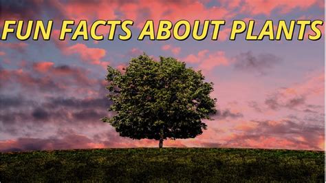 Plant Science Facts Amazing Facts About Plants Youtube