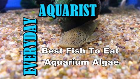 Best Fish To Clean Eat Algae In Aquarium Youtube