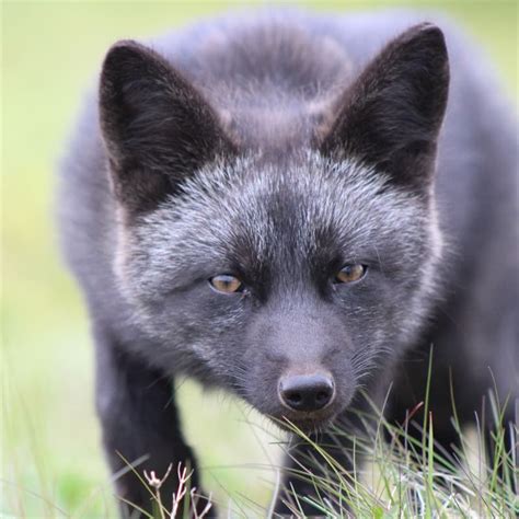 10 Pictures Of Stunning Black Foxes 10 Pictures Of Stunning Black