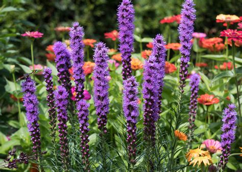 Classic Summer Flowers That Are Deer Resistant — B B