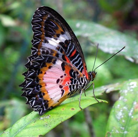 Download now 30 gambar kupu kupu cantik dan indah di atas bunga. Download Gambar Wallpaper Kupu Kupu - Kumpulan Wallpaper