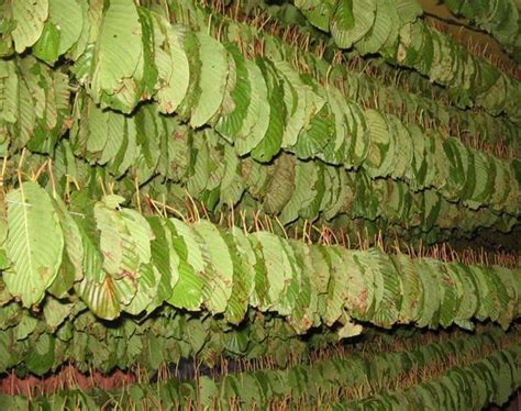 Akan tetapi masih banyak orang yang belum teredukasi mengenai hal ini. BUY KRATOM CHARLOTTE ORGANIC NATURAL PAIN KILLER PAIN ...