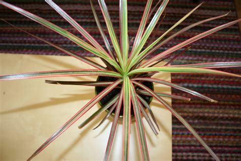 Do not over water as this will cause the leaf tips to blacken. Life As It Comes: Decorating with House Plants