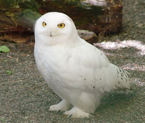 Snowy Owl Love Owl Harry Potter Characters Snowy Owl