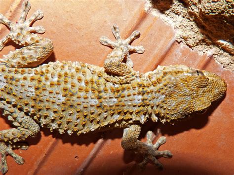 Free Images Texture Wildlife Fauna Lizard Gecko Vertebrate