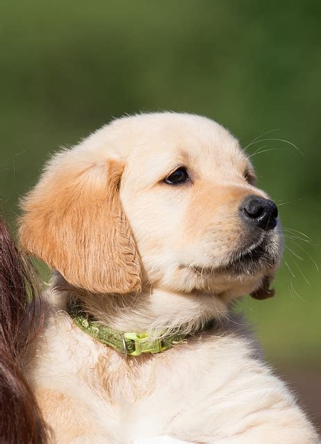 We are looking to provide happy and healthy golden retriever puppies from health tested parents to loving and caring homes. Meet the Breeder: What to Ask - Golden Retriever Friends