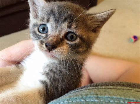 My Foster Kittens Sad Face Is The Sweetest Cute Cats Hq Pictures