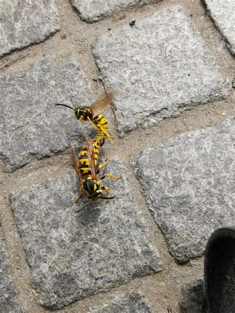 Wasps Having Sex Probably R Mildlyinteresting
