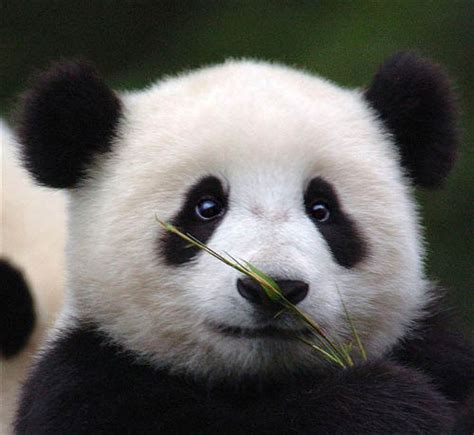 Why Pandas Are So Cute Cuteness Overflow